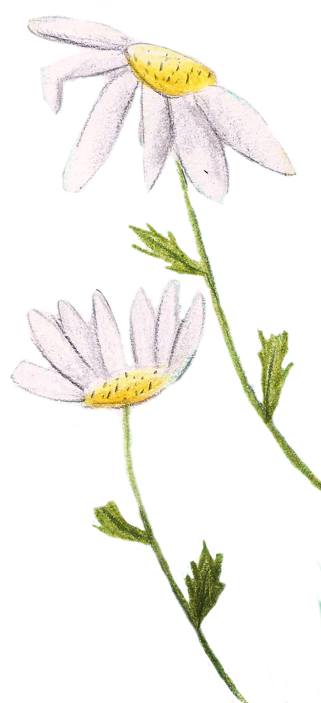 Ilustración decorativa